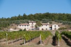 Vineyard at Monte Nibbio